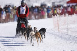 Lenk 2013